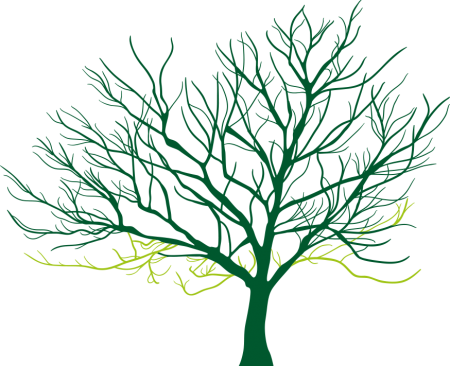 crown_lifting Crown lifting tree pruning example