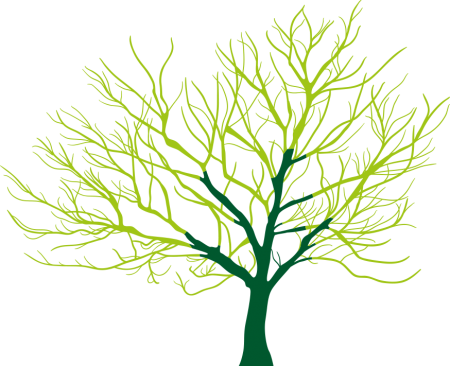 pollarding Pollarding tree pruning example