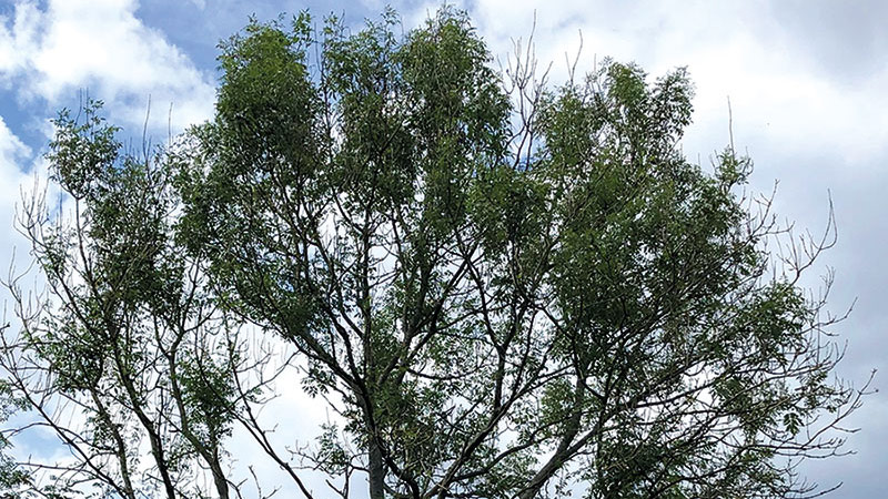 Ash Dieback advanced stage