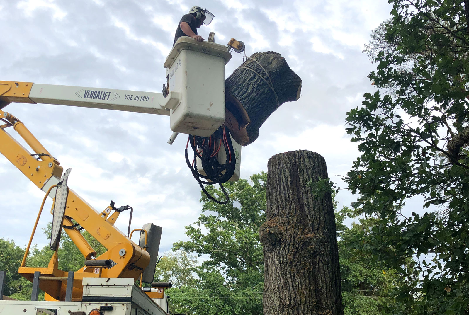 Tree felling service