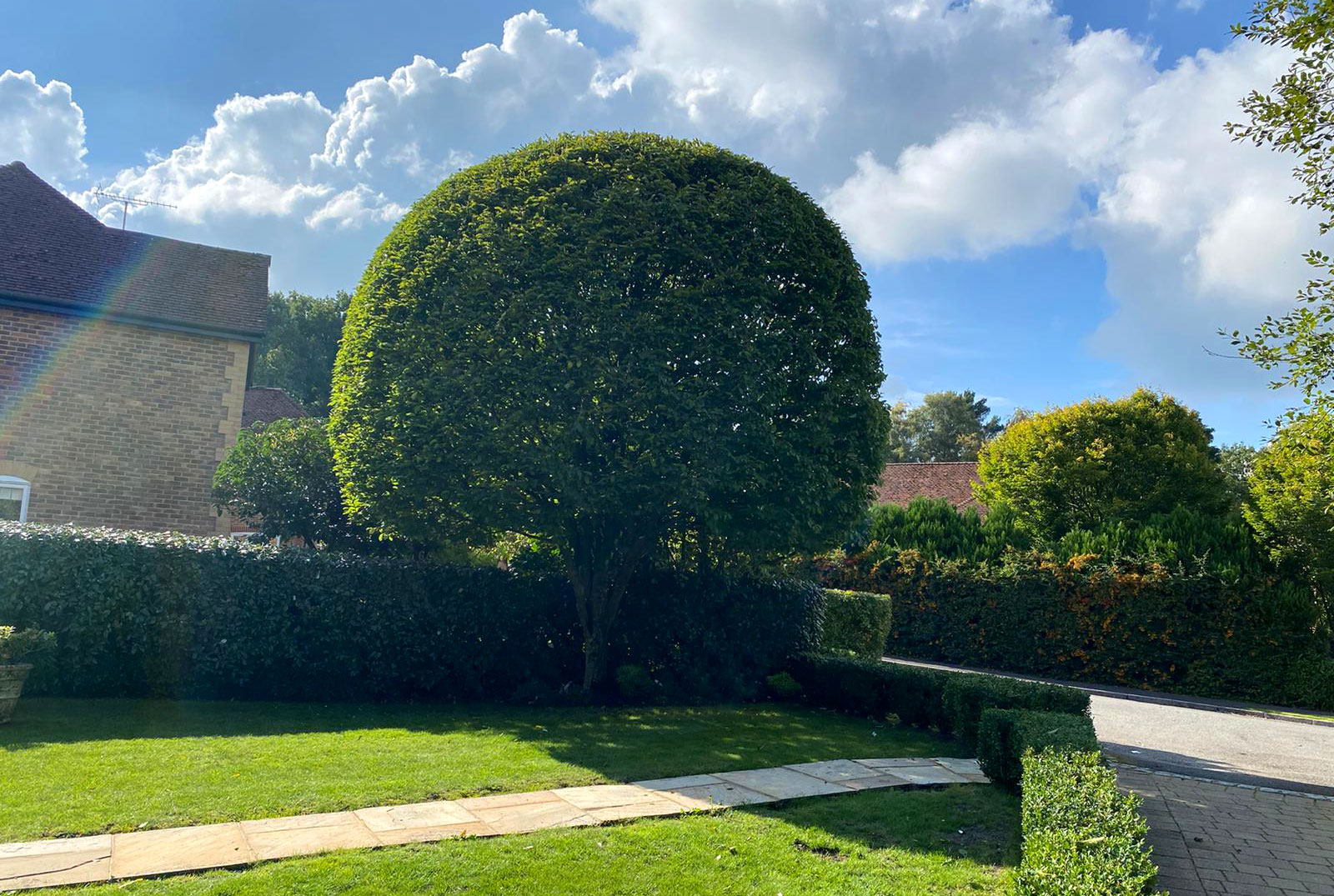 Tree pruning service