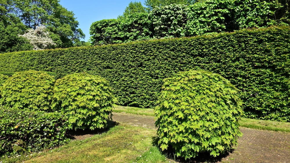 NPC Tree Surgery Hedge Trimming / CuttingService