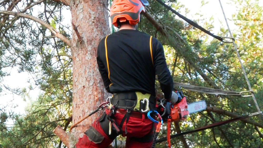 NPC tree felling service