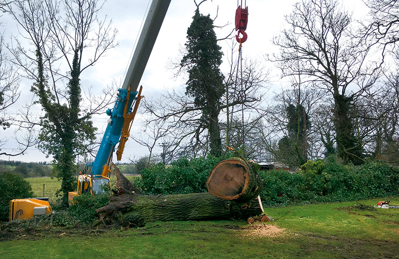 Tree felling crane